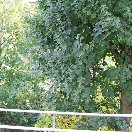 Max Mikolow